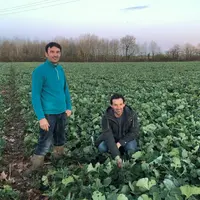 Laurent et Etienne Guilbert : "Comme couvert associé, nous utilisons un mélange de gesse, de fénugrec et de lentille." © EARL Guilbert Frères