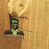 Le volume de la récolte de blé tendre est évalué à quelques 36 millions de tonnes, en hausse de 23% par rapport à 2020.