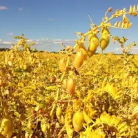 Le pois chiche fait l'objet d'un plan de filière en région Provence Alpe Côte-d'Azur. © Top Semences