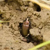 Le carabe Poecilus cupreus se caractérise par ses teintes cuivrées.
