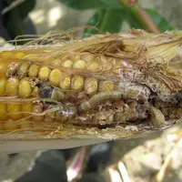 Les dégâts de pyrales sur épis sont une entrée pour les attaques de fusarioses productrices de mycotoxines. © Corteva