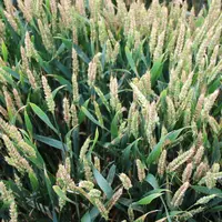 L'année 2016 a été particulièrement forte en termes d'infestation des épis de blé par les fusarioses. La qualité sanitaire des grains s'en est ressent