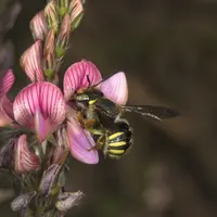Un millier d'espèces d'abeilles sauvages existent en France. © Syngenta