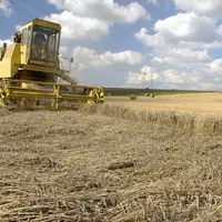 Les moyennes de rendements des blés et des orges n'augmentent plus depuis deux décennies en France. © S. Leitenberger