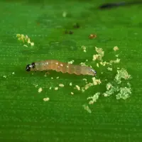La pyrale du maïs peut être combattue à l'aide de trichogrammes, un des rares exemples de solutions de biocontrôle s'étant développé à une large échel