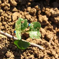 Les altises ont moins d'impact sur les colzas si les plants sont robustes et en croissance active. © Terres Inovia