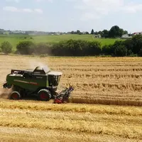 Le blé reprend du terrain petit à petit dans le Pays Basque. © Herriko Ogia