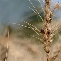 L’ergot et ses sclérotes se développent sur les graminées, sauvages ou cultivées. © N. Cornec