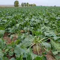 Les prix payés aux producteurs ont fondu entre 23 et 25 euros la tonne ces deux dernières années. © G. Omnès