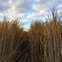 Le miscanthus est éligible aux SIE. 1 ha de miscanthus compte comme 0.7 ha de SIE dans la déclaration PAC.   © C. Baudart