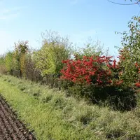 Du fait d'une approche purement quantitative et non qualitative, le système des SIE pousse les agriculteurs à respecter la réglementation a minima. ©