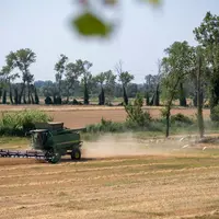 Les surfaces de blé dur bio peinent à décoller en France, en raison de contraintes techniques et de la concurrence du blé tendre. © Alpina Savoie