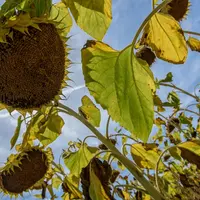 Les variétés tolérantes aux herbicides cultivées en France sont surtout des tournesols (160 000 ha) et des colzas (30 000 ha). © G. Omnès