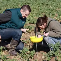 La cuvette jaune à la sortie de l'hiver sert surtout à détecter les premiers vols de ravageurs comme ceux des charançons de la tige. © V. Marmuse