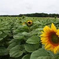 Les VTH de tournesol représentaient plus de 120 000 hectares en France en 2019. © C. Gloria