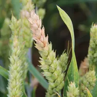 La fusariose des épis peut réduire le rendement d'un blé de plus de 10 % en cas d'attaque sévère. © C. Gloria