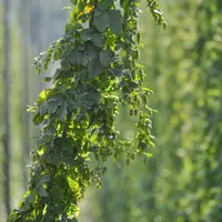 Le houblon est une plante grimpante gourmande en eau et en nutriments. © Agra nova