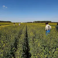Les épurations en colza pour la production de semences battaient leur plein en avril avec le respect des gestes barrières contre le Covid. © Deleplanq