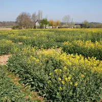 Les variétés de colza peuvent être différenciées sur leur efficacité d'absorption de l'azote. Deux nouveautés sont présentées avec ce caractère pour l