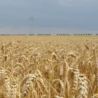 Les cours du blé tendre ont tenu bon jusqu'ici, mais la crise du Covid-19 pourrait rogner la demande animale et industrielle, face à une récolte mondi
