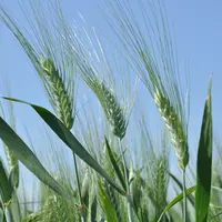 Sous l'effet du coronavirus, FranceAgriMer a remonté de 40 000 tonnes la prévision d’utilisation de blé dur par les industriels en 2019-2020. © G. Omn
