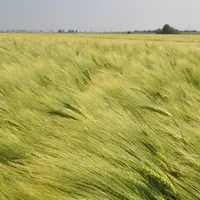 Report de la récolte 2019 sur la campagne suivante, fléchage vers la consommation animale… Les perspectives sont inquiétantes pour l’orge brassicole.