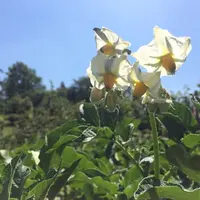 La baisse des surfaces de pommes de terre est estimée à -6.7% en France. © C. Baudart