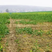 Une fertilisation au semis ne compense jamais une mauvaise levée. © J.-C. Gutner
