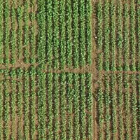 Après trois ans d'essais en parcelles, Terres Inovia va fournir un classement des variétés de colza sur leur vigueur au démarrage. © Terres Inovia