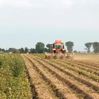 Le broyage des fanes de pomme de terre nécessite parfois d'être complété par un dessicant chimique pour assurer un bon défanage. © V. Marmuse