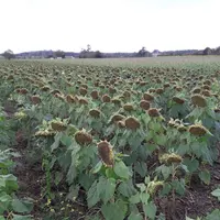 On peut tirer 15 q/ha d'un tournesol en dérobé sans irrigation. © Chambre d'agriculture Vienne