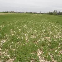Le colza (carencé ici) fait partie des cultures ayant une forte exigence en élément phosphore. © Terres Inovia