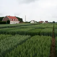Parcelle d'essai chez un semencier. Environ 70 % de la sole de blé tendre française est constituée de variétés BPS. Difficile aujourd'hui de développe