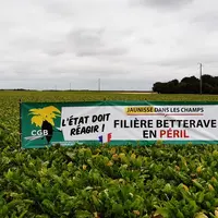 Pour la CGB, la propagation du virus de la jaunisse ampute la production française de sucre de 600 000 à 800 000 tonnes. © CGB