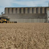 Récolte dans le nord de l'Eure-et-Loir. Le rendement national moyen de blé tendre est estimé à 6,83 t/ha par le cabinet Agritel, en baisse de près de