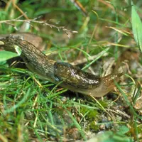Les dégâts de limaces sont plus rapidement contenus par les produits à base de métaldéhyde, sauf s'il fait froid au moment de l'application. © J. Caba