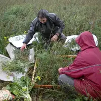 Il est nécessaire de prélever des échantillons de couvert pour les calculs de Merci mais cela constitue un frein à son développement. © Chambre d'agri