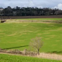 Les symptômes de la JNO (ronds jaunes) ont été particulièrement visibles en début d'année 2020, notamment sur les parcelles qui avaient pâti de semis
