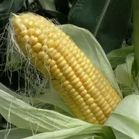 Pour obtenir un grain de qualité, le maïs doux requiert 200 à 250 millimètres d'eau. © AGPM