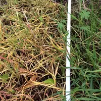 En non-labour, la dose maximale autorisée de glyphosate (360 gma) passe à 3 litres/ha/an © C. Baudart