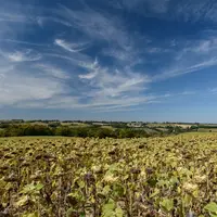 Plutôt que de viser un résultat maximal sur une espèce dans une configuration climatique donnée, les systèmes devront jouer sur la diversité pour valo