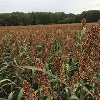 La physiologie du sorgho grain lui permet de bien résister aux stress hydriques. © C. Baudart