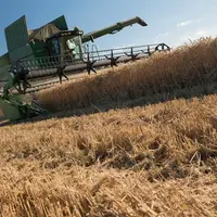 L’érosion du revenu en grandes cultures depuis vingt ans est impressionnante, si l'on en juge par les statistiques officielles du Rica. © G. Omnès