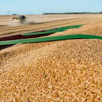 Avec à peine 1,3 million de tonnes de blé dur engrangées en 2020 pour une utilisation domestique de 650 000 tonnes, la récolte française recule à un n