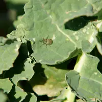 Le charançon est long de 3-4 mm, de couleur gris cendré avec les extrémités des pattes noires. © Terres Inovia