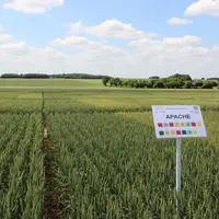 La tolérance génétique à la septoriose peut s'éroder avec le temps chez certaines variétés, comme pour Apache devenue sensible à la maladie. © C. Glor