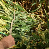 Avec une faible pression parasitaire en début de printemps, l'application de soufre en T1 suffit à contrôler la septoriose. © C. Gloria