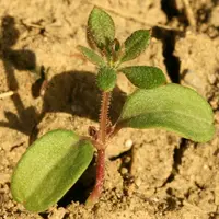 Les cotylédons ovales de grande taille sont une caractéristique de la plantule du gaillet gratteron. © A. Rodriguez/Acta
