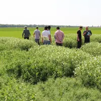 La recherche variétale est l'un des axes du nouveau plan protéines, tout comme le transfert massif de connaissances et d'outils à destination des agri