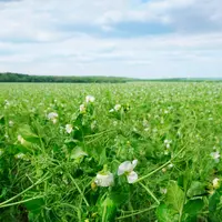 En 2020, Natup a collecté 2500 tonnes de pois jaunes sur 780 hectares, et vise 850 hectares en 2021. © Roquette